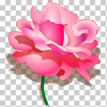 SVG Rose vector graphics SVG Rose vector graphics
