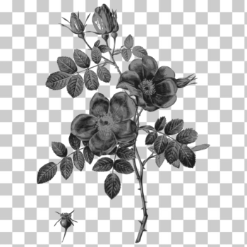 SVG Roses with rosebuds SVG Roses with rosebuds