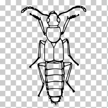 SVG Rove beetle SVG Rove beetle