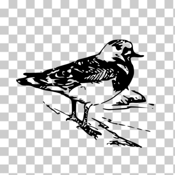 SVG Ruddy Turnstone SVG Ruddy Turnstone