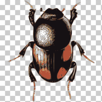 SVG Scarab beetle SVG Scarab beetle