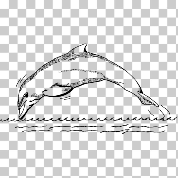 SVG Sea animal SVG Sea animal