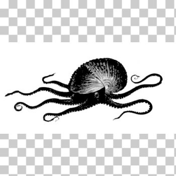 SVG Sea animal drawing SVG Sea animal drawing