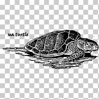 SVG Sea turtle image SVG Sea turtle image