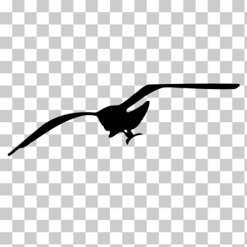 SVG Seagull contour SVG Seagull contour