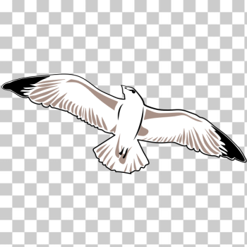 SVG Seagull vector image SVG Seagull vector image