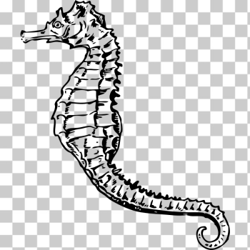SVG seahorse SVG seahorse