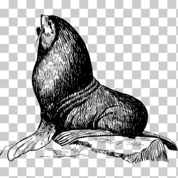 SVG Seal illustration