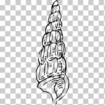 SVG seashell SVG seashell