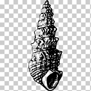 SVG Seashell SVG Seashell