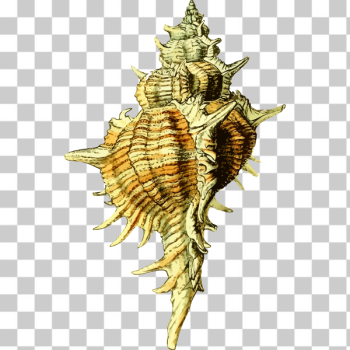 SVG Seashell 43 SVG Seashell 43