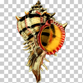 SVG Seashell 44 SVG Seashell 44