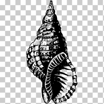 SVG Seashell fossil SVG Seashell fossil