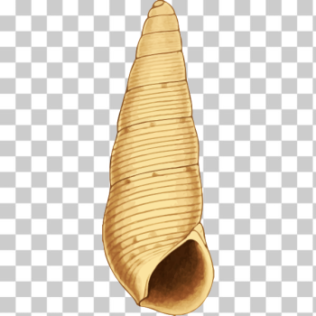 SVG Seashell ilustration SVG Seashell ilustration