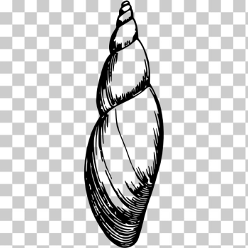 SVG Seashell sketch SVG Seashell sketch