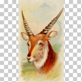 SVG Senegal antelope SVG Senegal antelope