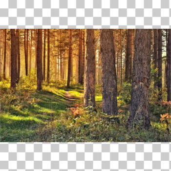 SVG September In The Forest SVG September In The Forest