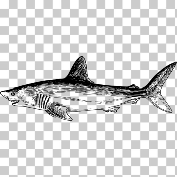 SVG Shark black and white drawing