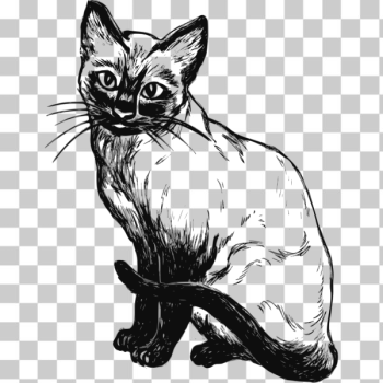 SVG Siamese cat SVG Siamese cat