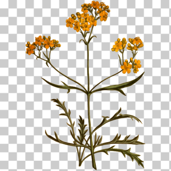 SVG Siberian valerian SVG Siberian valerian