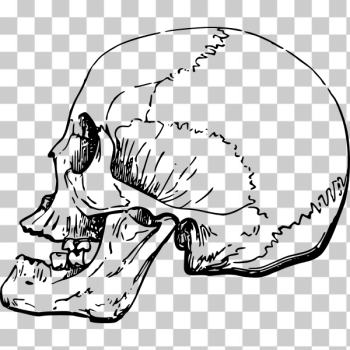 SVG Side skull