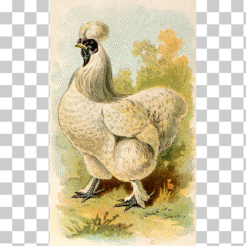 SVG Silky Hen SVG Silky Hen