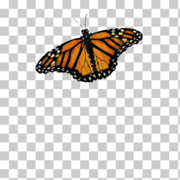 SVG Simple butterfly SVG Simple butterfly