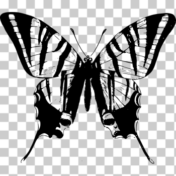 SVG Simple Butterfly Black and White SVG Simple Butterfly Black and White