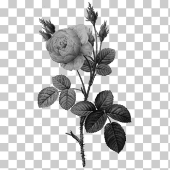 SVG Single gray rose SVG Single gray rose