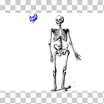 SVG Skeleton SVG Skeleton
