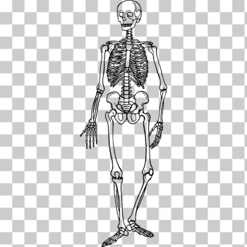 SVG Skeleton 4 SVG Skeleton 4