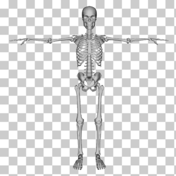 SVG Skeleton figure SVG Skeleton figure