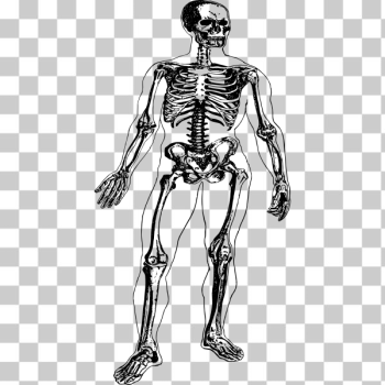 SVG Skeleton in a body SVG Skeleton in a body
