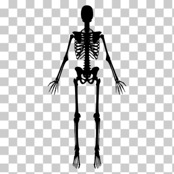 SVG Skeleton silhouette SVG Skeleton silhouette