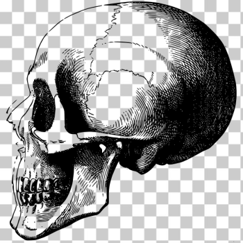 SVG Skull profile SVG Skull profile