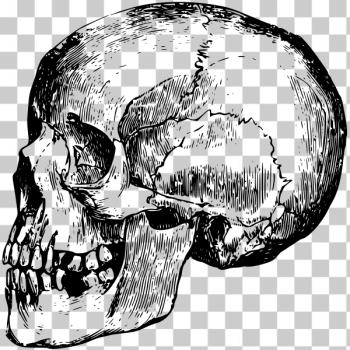 SVG Skull039s profile SVG Skull039s profile