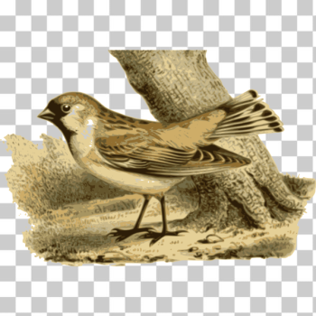 SVG Small snowfinch
