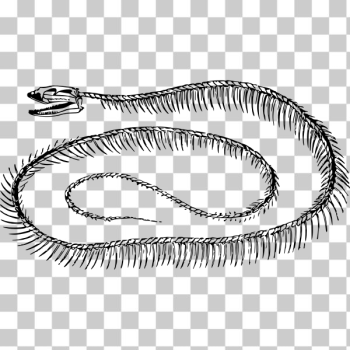 SVG Snake skeleton SVG Snake skeleton