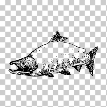 SVG Sockeye salmon vector image SVG Sockeye salmon vector image