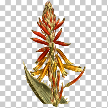 SVG Soft spined aloe SVG Soft spined aloe
