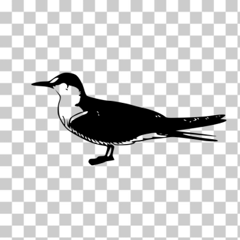 SVG Sooty Tern vector SVG Sooty Tern vector