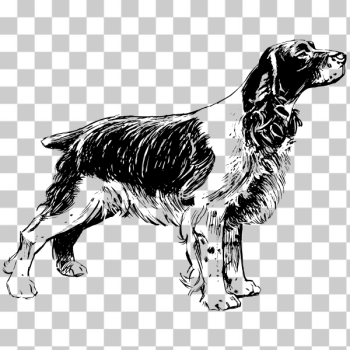 SVG Spaniel breed