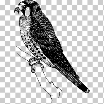SVG Sparrow Hawk SVG Sparrow Hawk