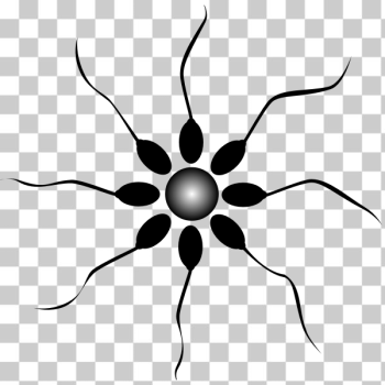 SVG Sperm and egg