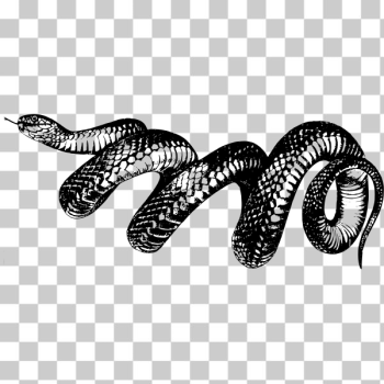 SVG Spiral snake SVG Spiral snake