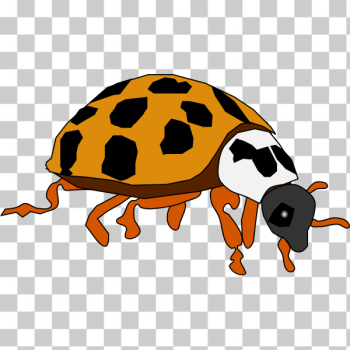 SVG Spotted Beetle SVG Spotted Beetle