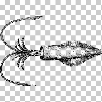 SVG Squid illustration SVG Squid illustration