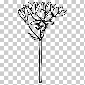 SVG Star-of-Bethlehem vector illustration SVG Star-of-Bethlehem vector illustration