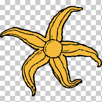 SVG starfish SVG starfish