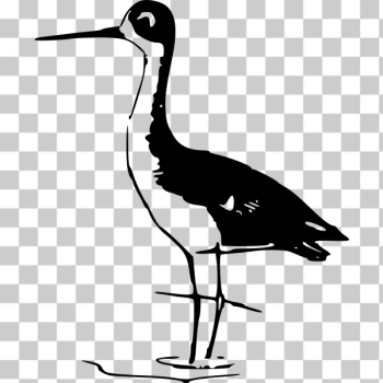 SVG Stilt bird vector image SVG Stilt bird vector image
